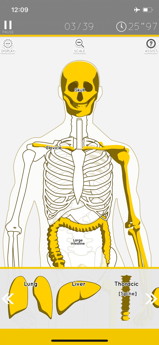 Anatomy model puzzle